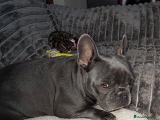 Bulldog Francés perros Hembras bulldog francés negra muy buena morfologia - Anuncio 1