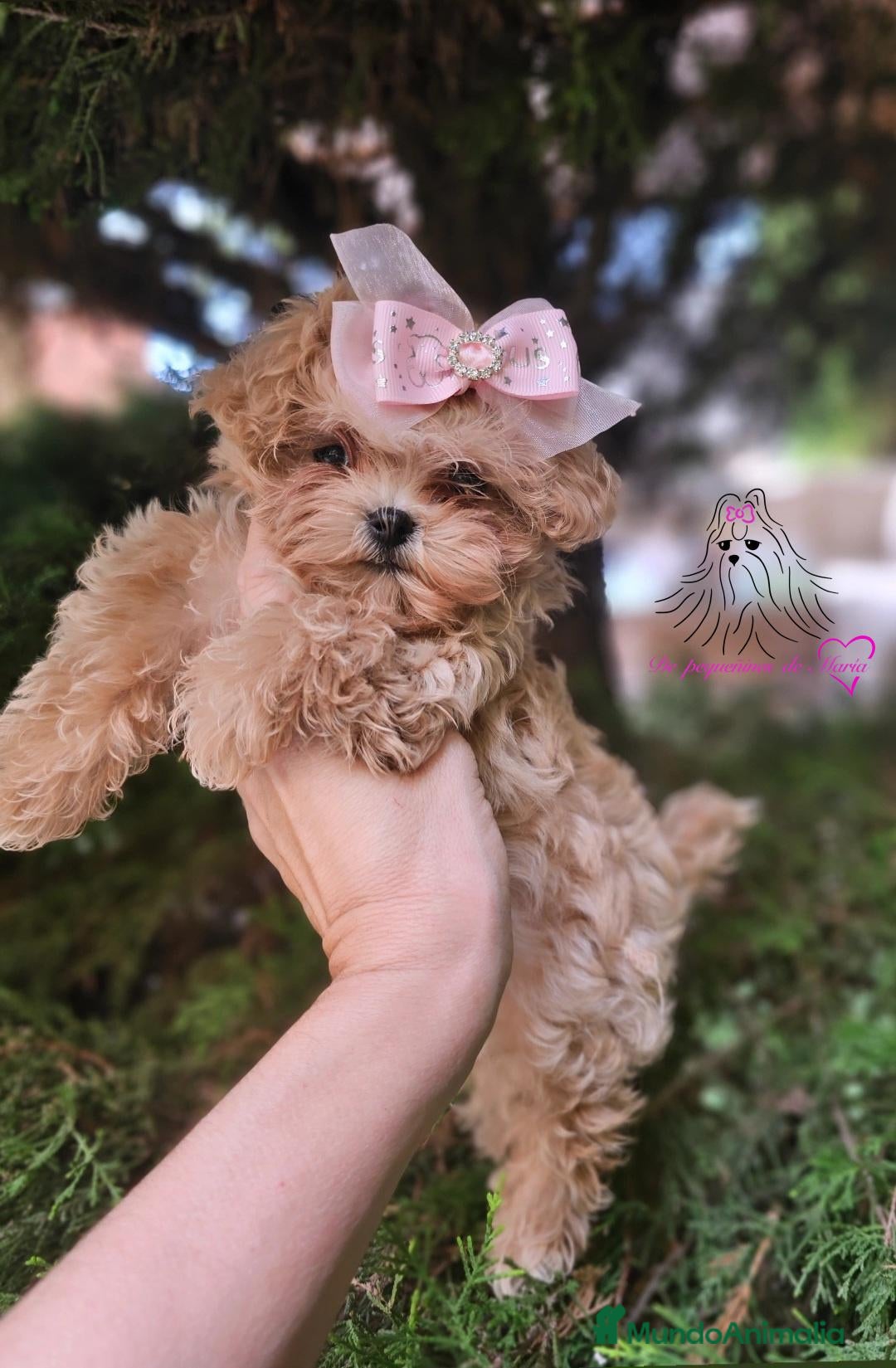 Maltipoo perros MALTIPOO MINIATURA ASIÁTICO  - Anuncio 7