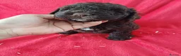 Perro de Agua Español perros en venta: Perro de Agua Español  - Anuncio 3