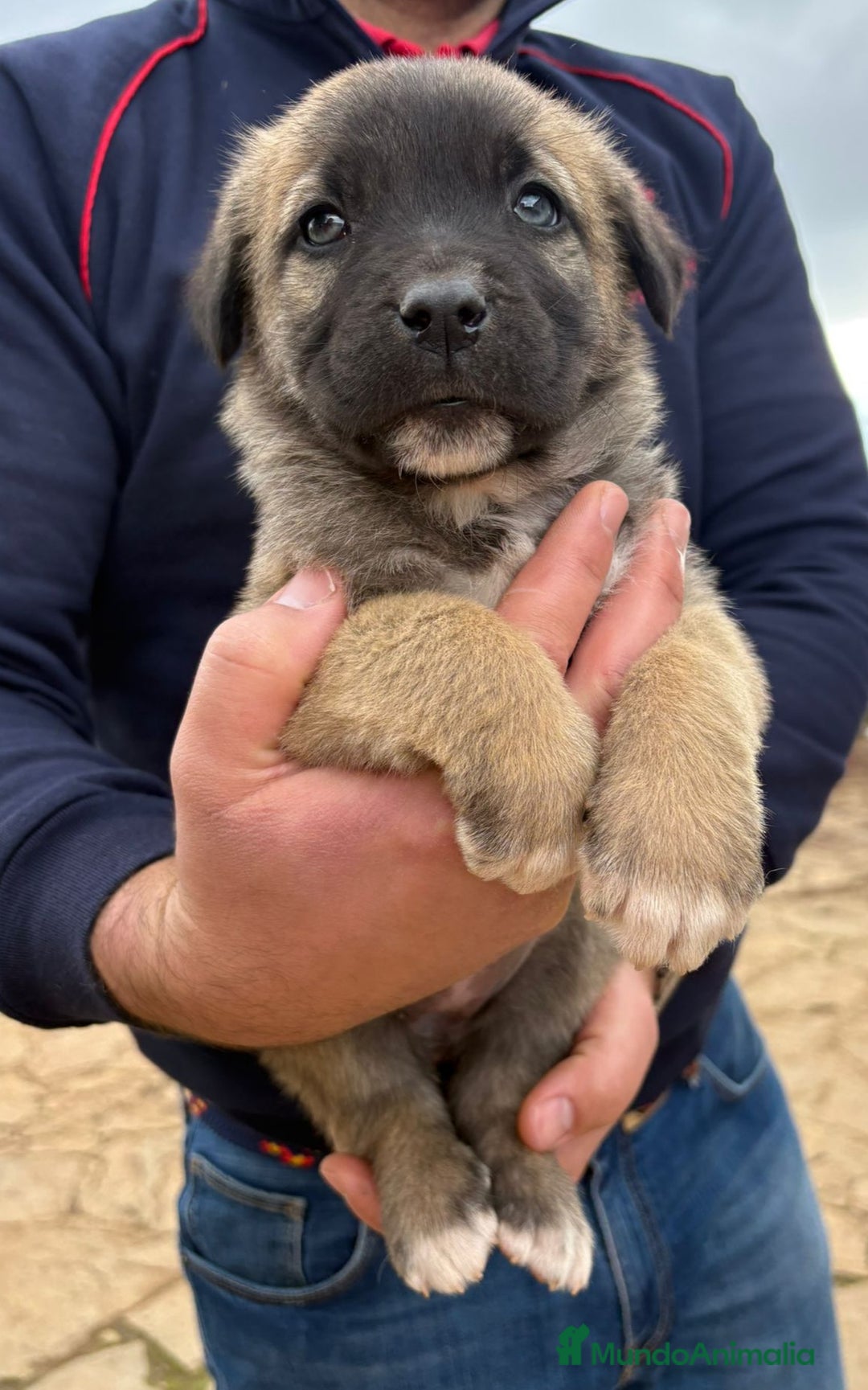 Mastín Español perros en venta: Cachorros de mastín español en Málaga - Anuncio 13