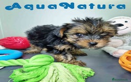 Yorkshire Terrier perros en venta: Yorkshire Hembra CJMM 2436 AQUANATURA - Imagen 2