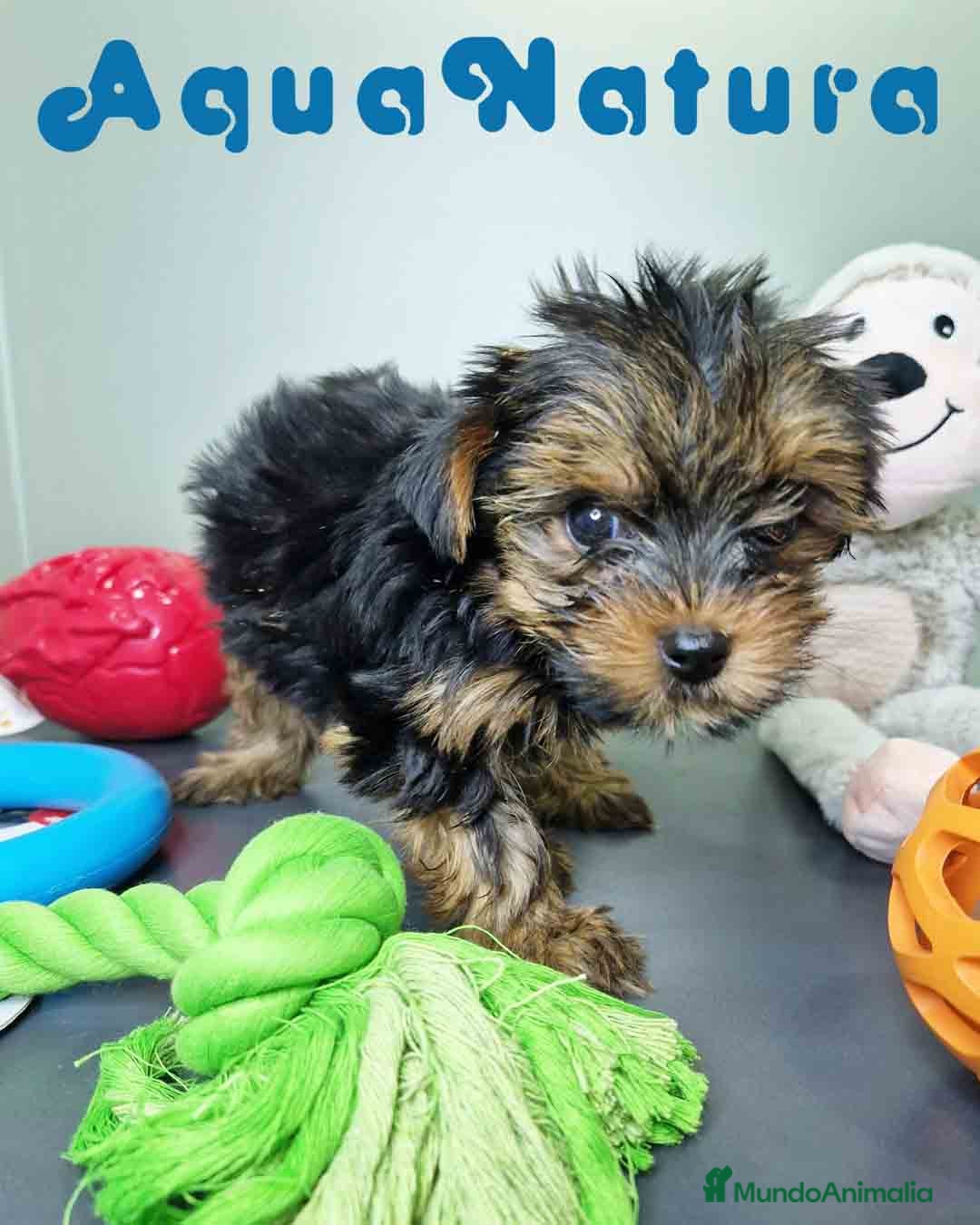 Yorkshire Terrier perros en venta: Yorkshire Hembra CJMM 2436 AQUANATURA - Imagen 2