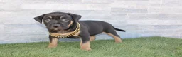 American Pit Bull Terrier perros en venta: American Pit bull - Anuncio 5