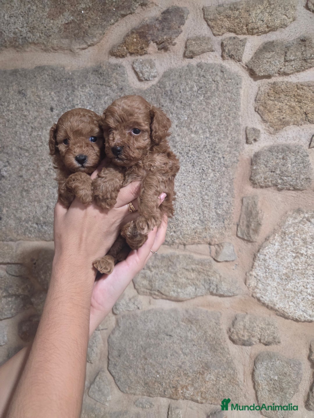 Caniche Toy perros en venta: Caniche toy - Anuncio 2