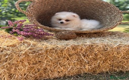 Pomerania perros en venta: Pomerania hembra y macho listos para entregar  - Imagen 6