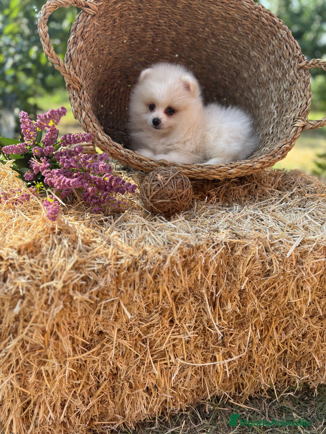Pomerania perros en venta: Pomerania hembra y macho listos para entregar  - Imagen 6