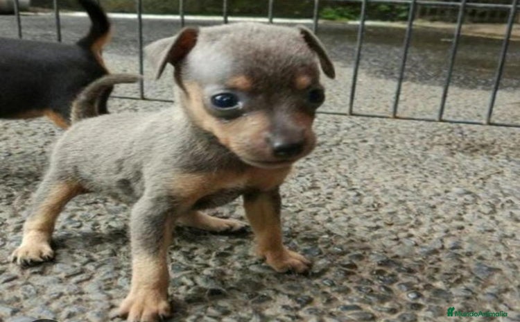 Pinscher Miniatura perros - Anuncio 1