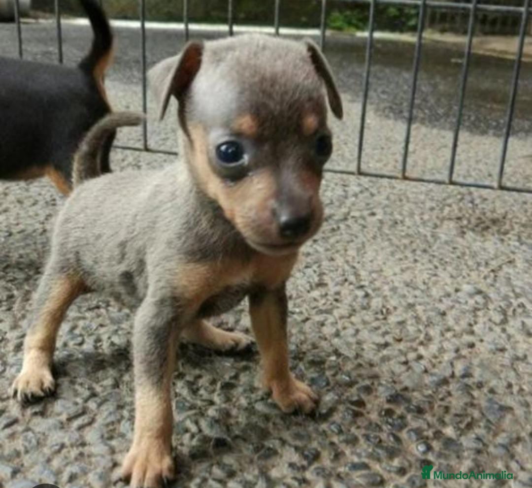 Pinscher Miniatura perros en venta: Pincher miniatura color blue - Imagen 1