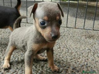 Pinscher Miniatura perros Pincher miniatura color blue - Anuncio 17