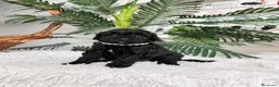 Caniche Enano perros en venta: CANICHE ENANO - Anuncio 12