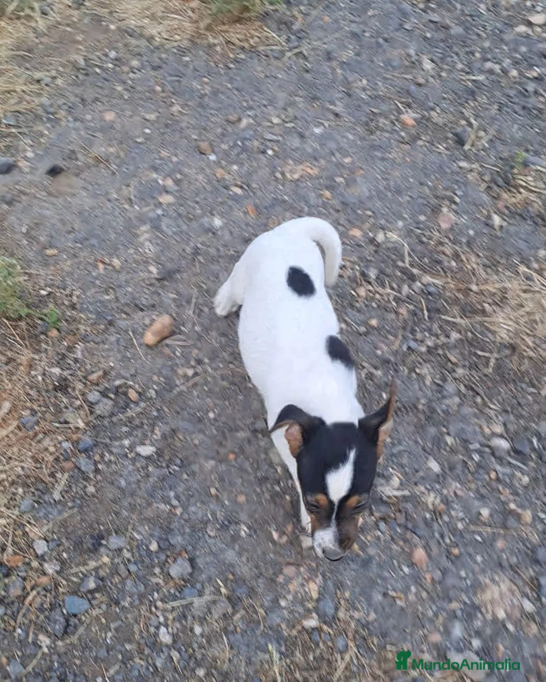 Jack Russell Terrier perros en venta: Jack russell  - Anuncio 3