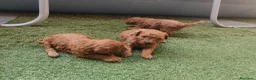 Caniche Toy perros en venta: Cachorros de caniche Toy rojos en Zaragoza - Anuncio 8