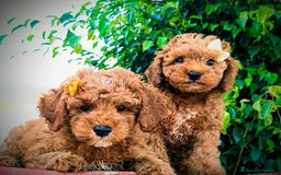 Raza Mixta perros en venta: Caniche apricot precio real  - Imagen 2