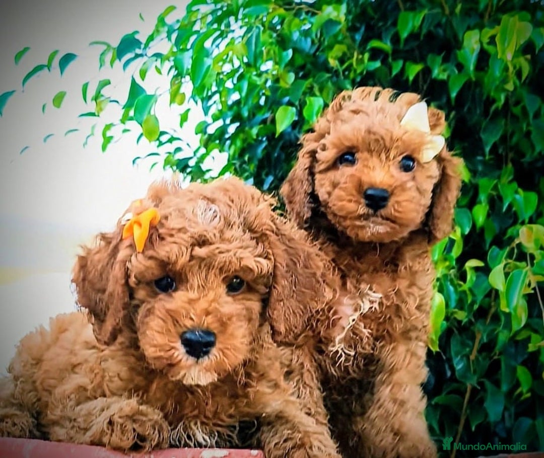 Raza Mixta perros en venta: Caniche apricot precio real  - Imagen 2