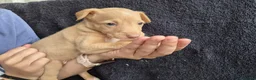 Podenco Andaluz perros en venta: Cachorros podenco andaluz puro - Anuncio 6