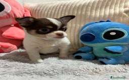 Chihuahua perros en venta: Chihuahua toy rusos - Imagen 7