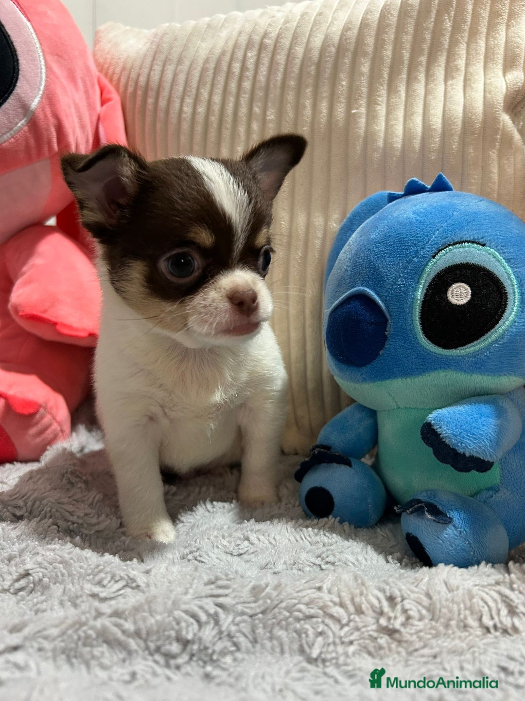 Chihuahua perros en venta: Chihuahua toy rusos - Imagen 7