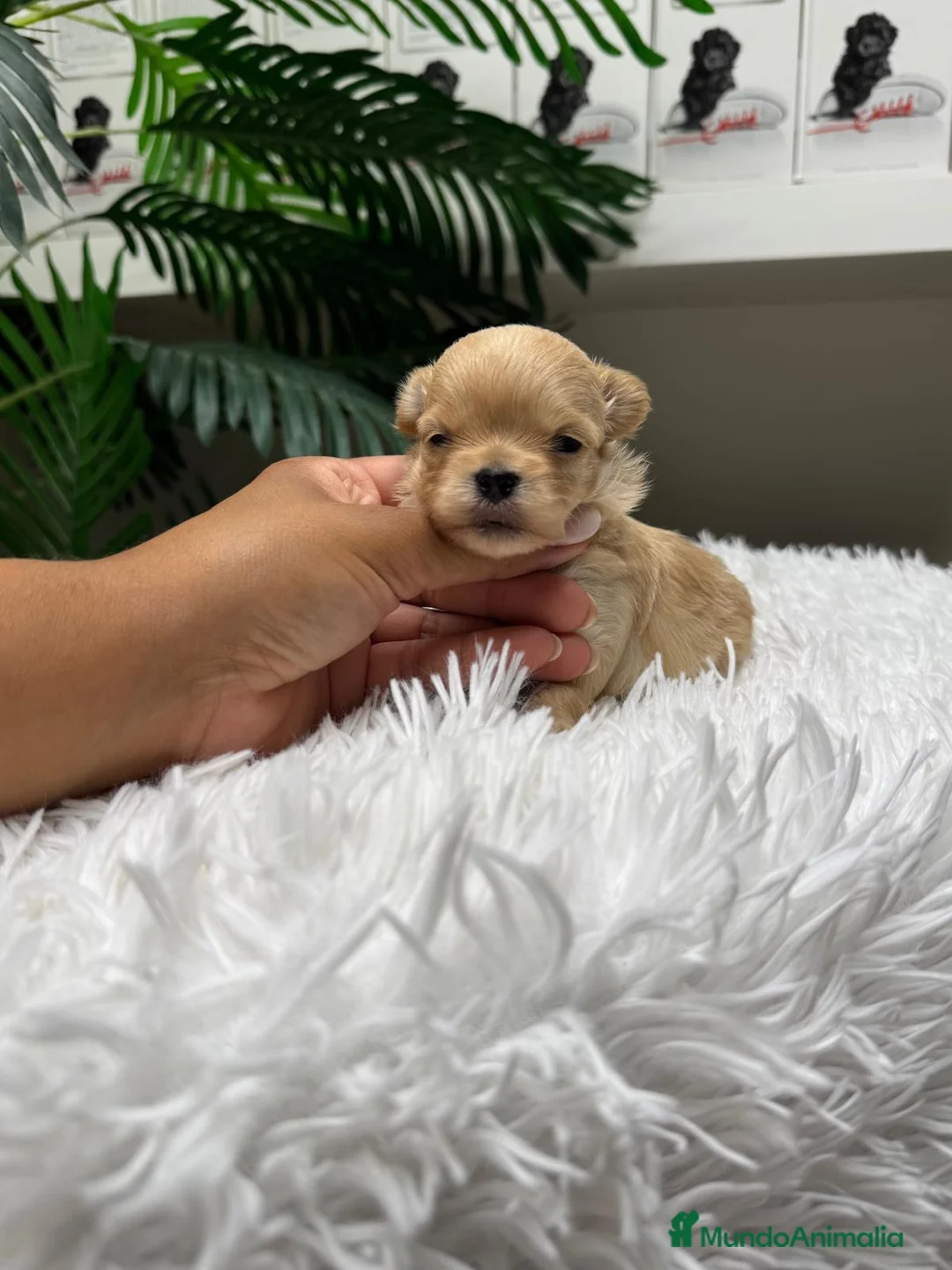 Maltipoo perros en venta: MALTIPOO TOY COREANOS  - Anuncio 1