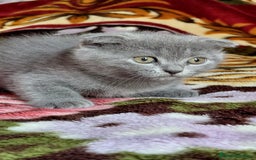 Scottish Fold gatos en venta: Scottish fold  - Imagen 1