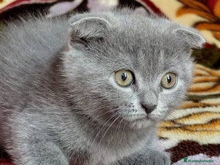 Scottish Fold gatos - Anuncio 9