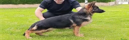 Pastor Alemán perros en venta: Cachorros de Pastor Alemán - Anuncio 4