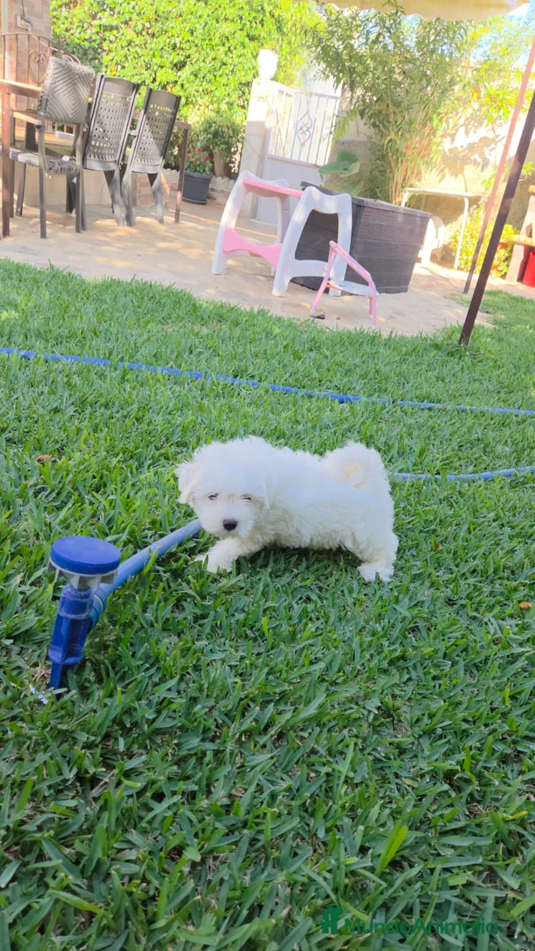 Bichón Maltés perros en venta: Bichón maltes linea americana  - Anuncio 1