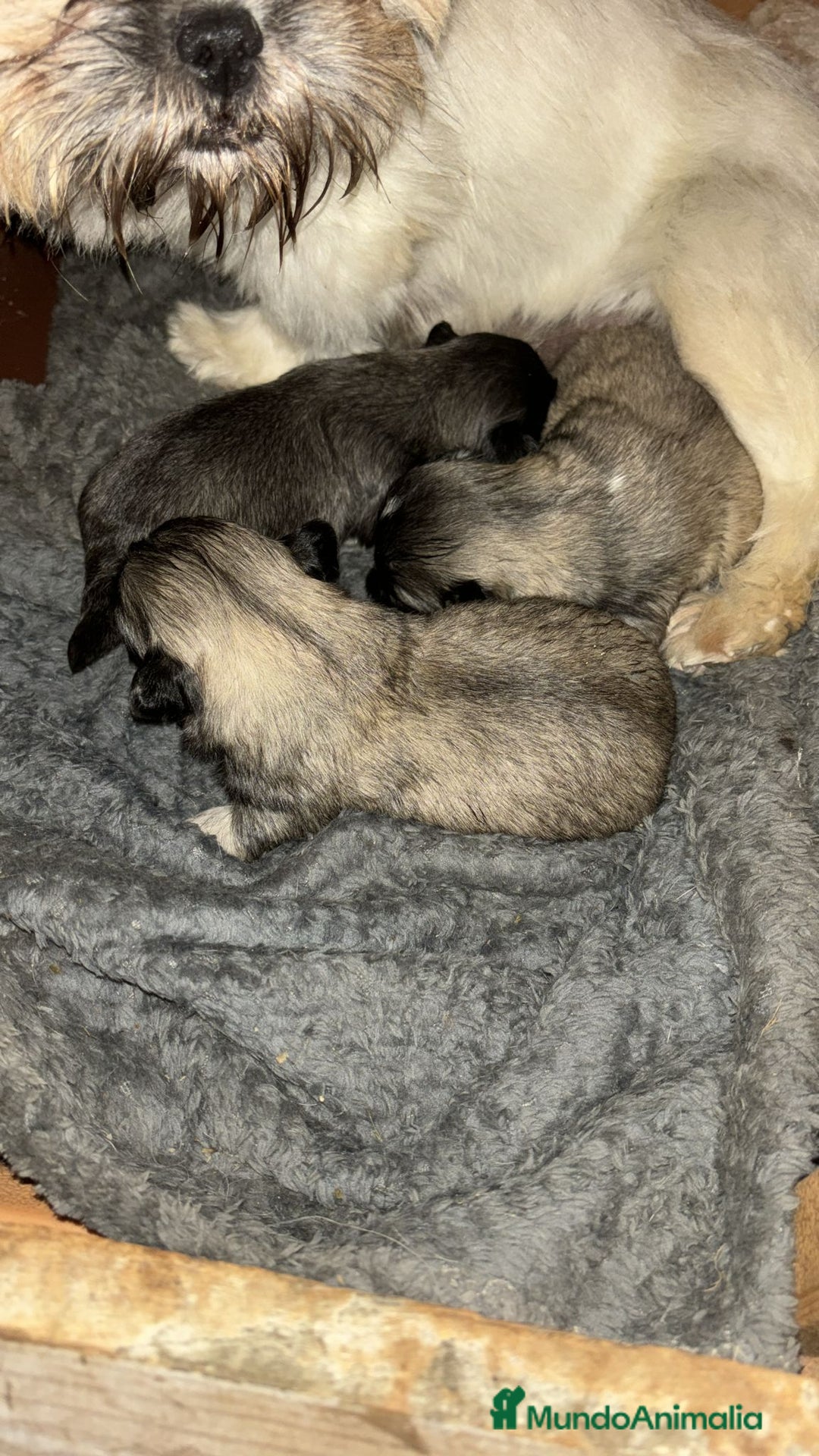 Shih Tzu perros en venta: SHIH TZU nueva camada  - Imagen 3