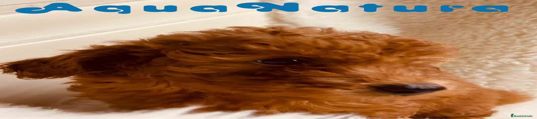 Caniche 