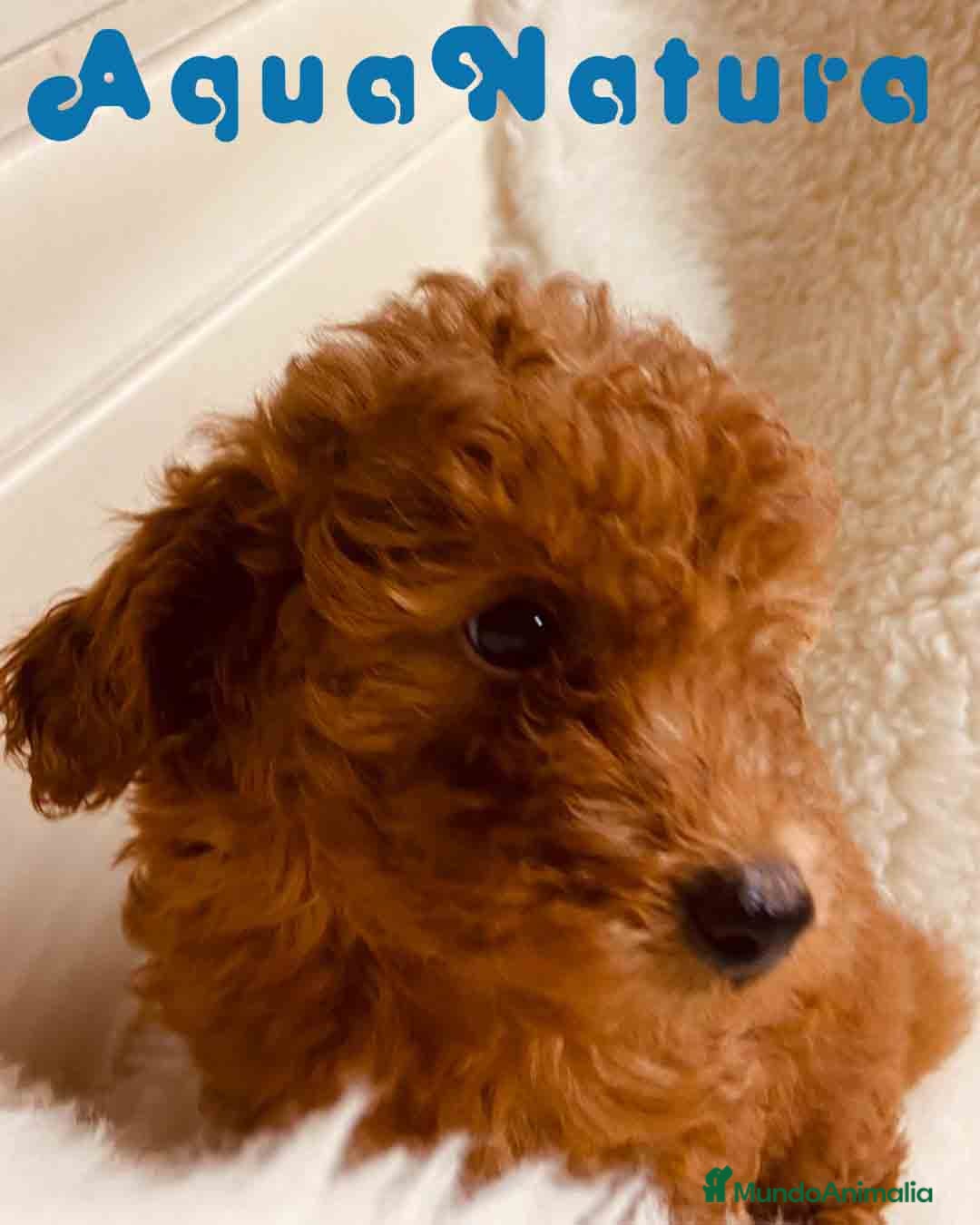 Caniche Toy perros en venta: Caniche Hembra 1 de Pastanaga AQUANATURA - Imagen 4