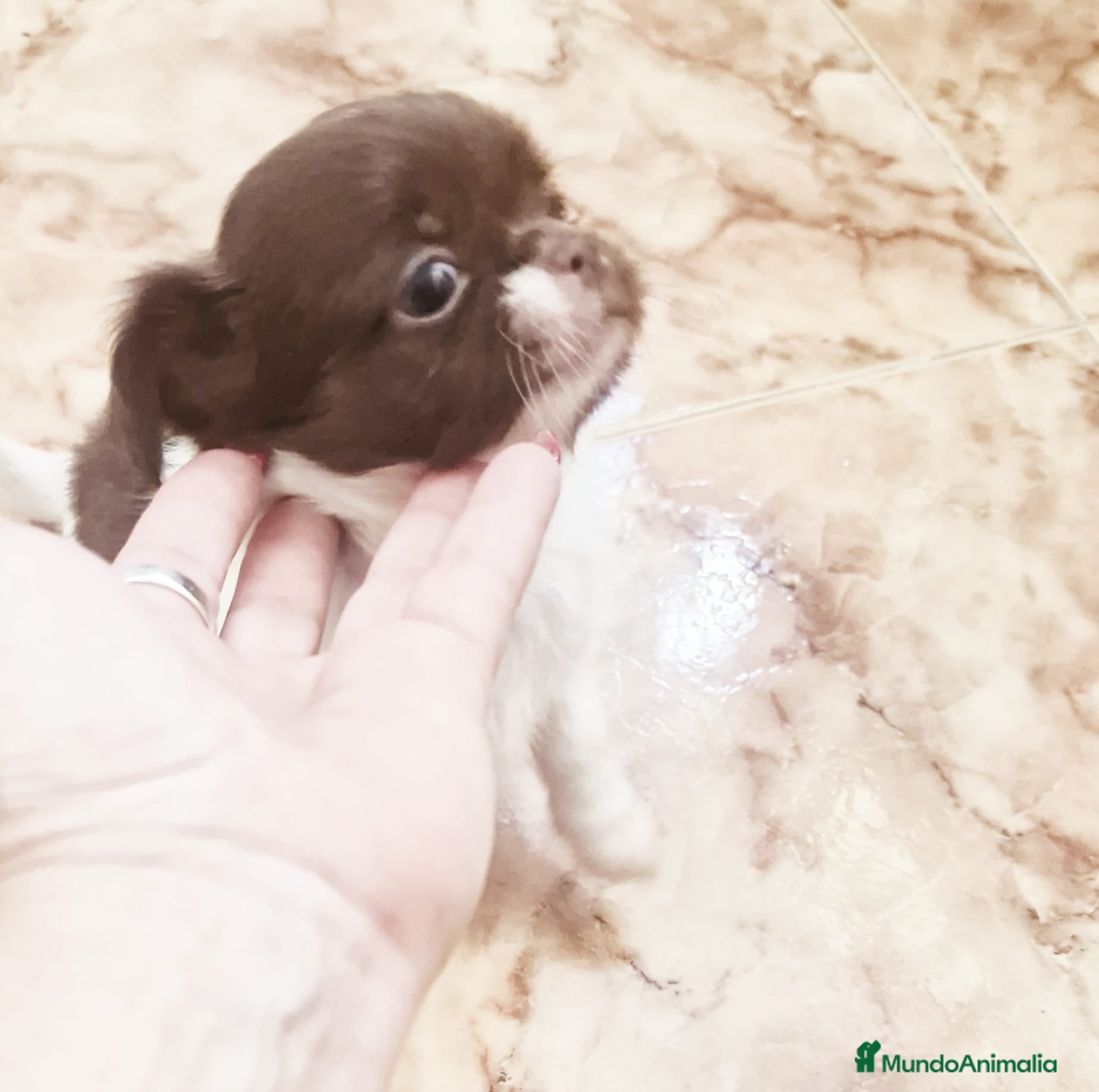 Chihuahua perros Chihuahua hembras toy rusas - Anuncio 35