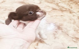 Chihuahua perros en venta: Chihuahua hembras toy - Anuncio 1