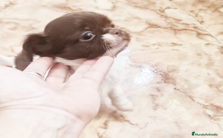 Chihuahua perros Chihuahua hembras toy - Anuncio 1