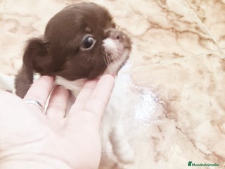 Chihuahua perros Chihuahua hembras toy - Anuncio 1