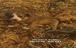 Border Collie perros en venta: BORDER COLLIE Sable Merle - Imagen 25