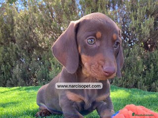 Teckel Miniatura perros TECKEL CHOCOLATE MINIATURA - Anuncio 8