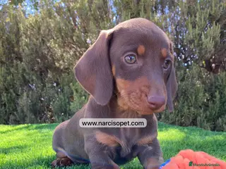 Teckel Miniatura perros TECKEL CHOCOLATE MINIATURA - Anuncio 11