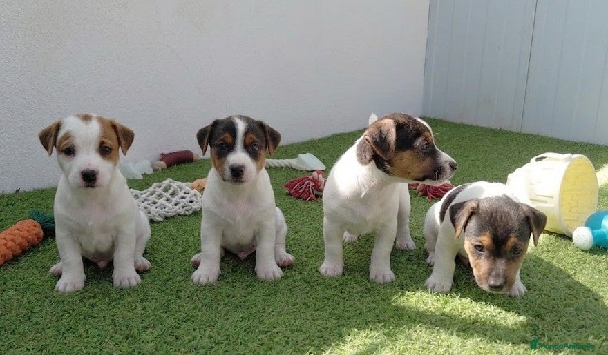 Jack Russell Terrier perros Jack Russell  - Anuncio 1