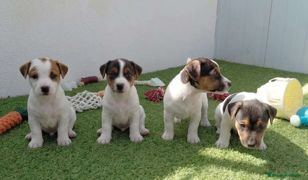 Jack Russell Terrier perros en venta: Jack Russell  - Anuncio 1
