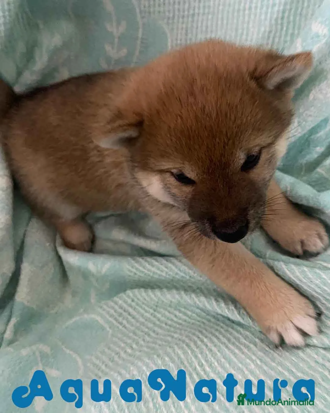 Shiba Inu perros en venta: Shiba Inu Hembra de Melani y Silvio AQUANATURA - Anuncio 9