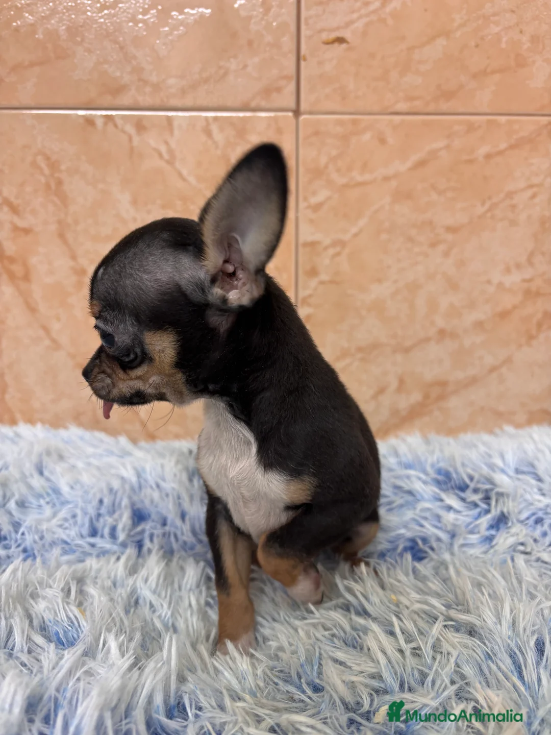 Chihuahua perros en venta: CACHRRITO DE CHIHUAHUA - Anuncio 5