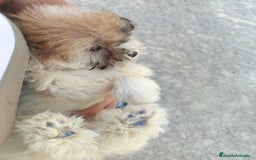 Raza Mixta perros en venta: Cachorritas malvi - Anuncio 10