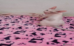 Sphynx gatos en venta: Preciosa hembrita ojos claros  - Imagen 7