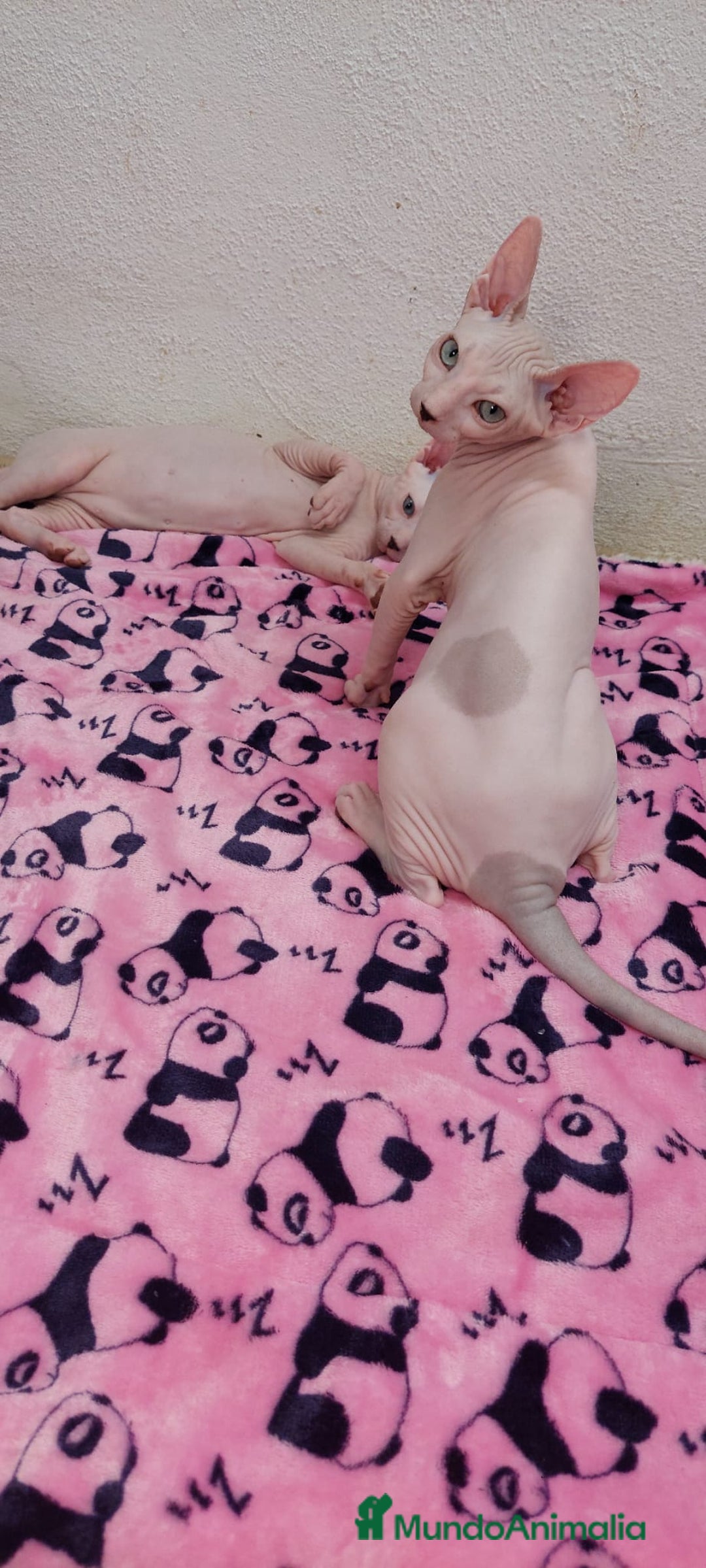 Sphynx gatos en venta: Preciosa hembrita ojos claros  - Imagen 7