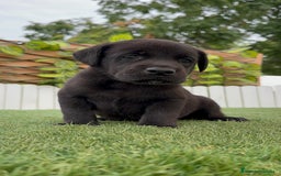 Labrador Retriever perros en venta: LABRADOR MACHO - Imagen 2