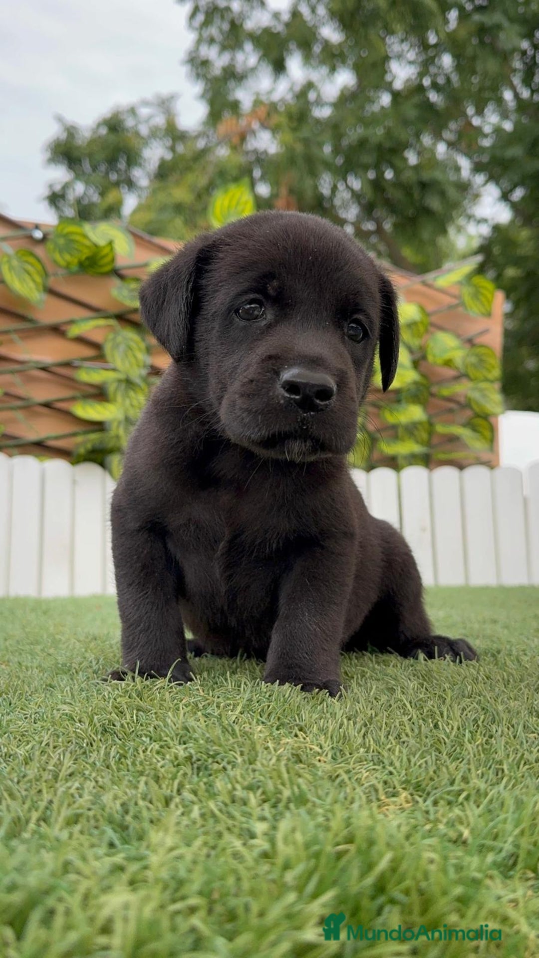 Labrador Retriever perros en venta: LABRADOR MACHO - Imagen 2