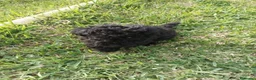 Caniche Toy perros en venta: Último machitode caniche toy phanton!! - Anuncio 2