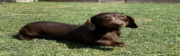 Teckel Miniatura perros en venta: Teckel Kaninchen Arlequin, Rojo/Negro Fuego - Anuncio 4