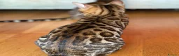 Bengalí gatos en venta: Hembra Bengalí de Alta Calidad - Anuncio 9