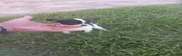 Chihuahua perros en venta: PRECIOSOS CHIHUAHUA RUSO Y ASIÁTICO - Anuncio 12