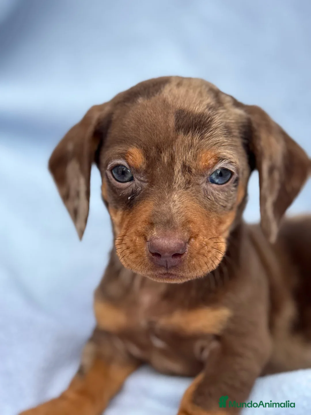 Teckel Miniatura perros en venta: Teckel mini arlequín chocolate disponible  - Anuncio 2